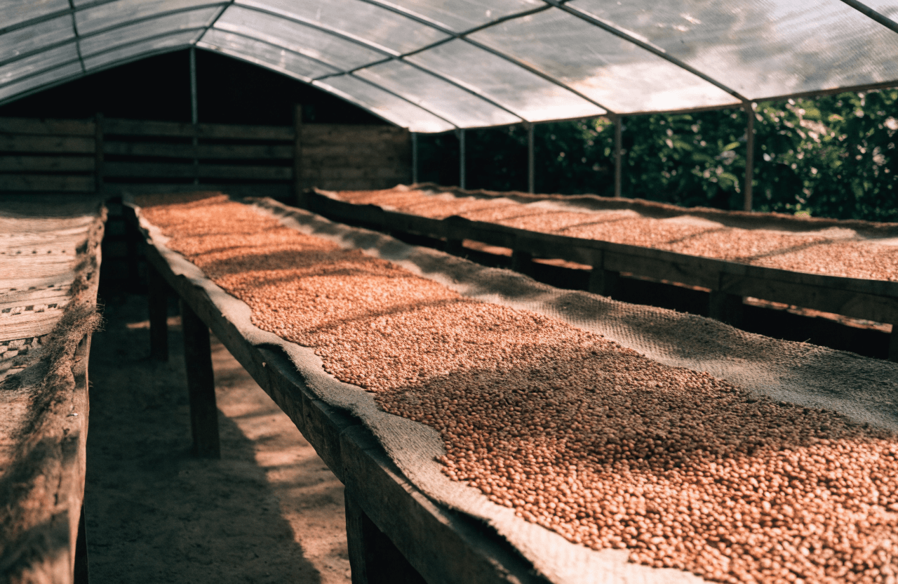 Secado de café pergamino en marquesina en Finca El Mirador, Pitalito, Huila