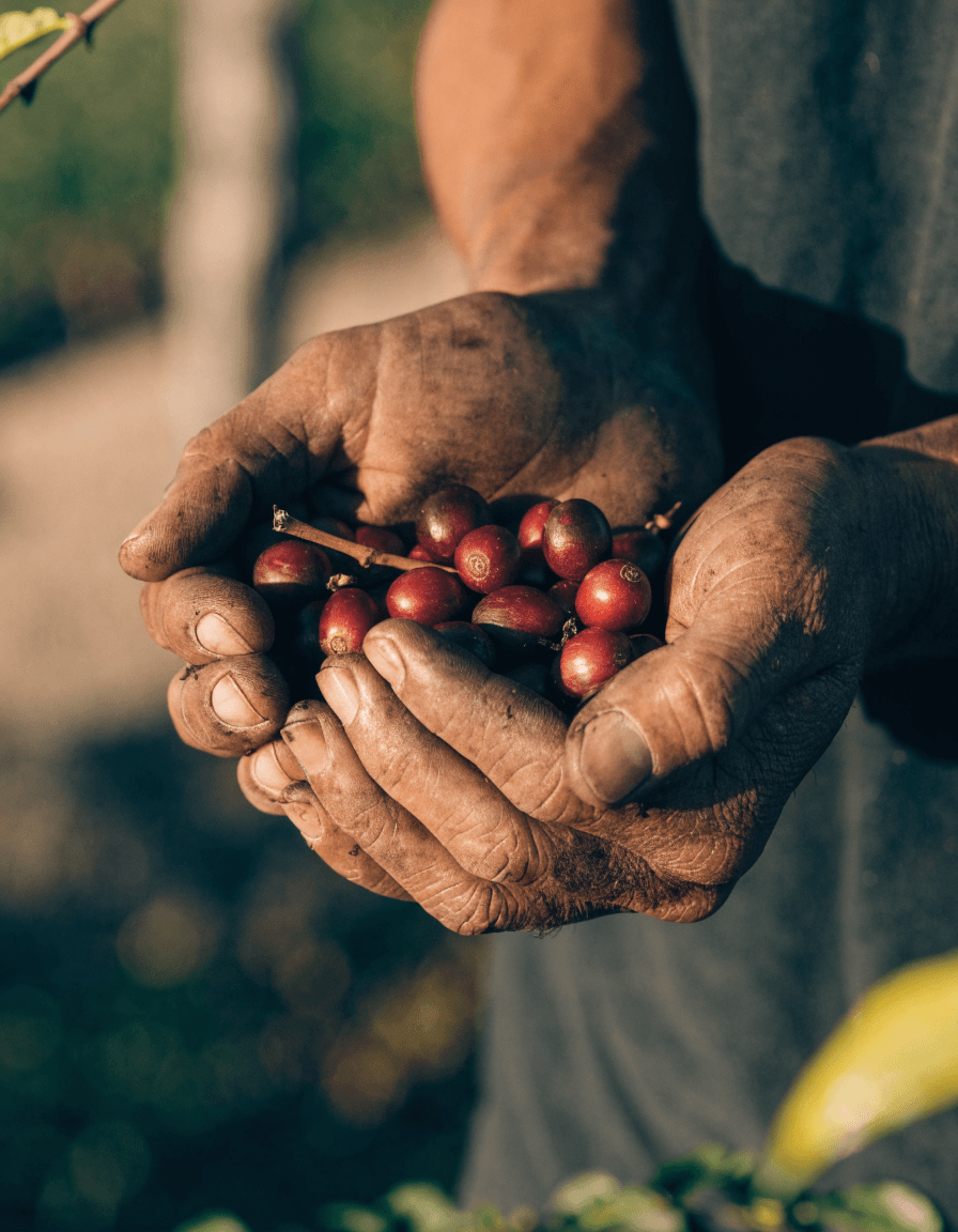 Manos recogiendo cerezas de café maduras en la finca